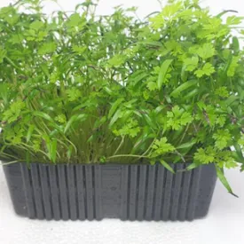 Микрозелень кервель XXL